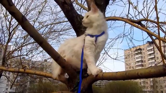 Cat learned down.Кот научился спускаться. смотреть онлайн