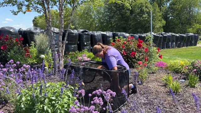 Releasing Monarch Butterflies into our Pollinator Garden смотреть онлайн
