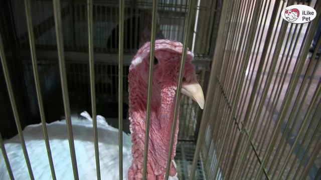 ИНДЕЙКИ КРОСС ВИКТОРИЯ Агропромышленная выставка Золотая осень 2016 iLikePet смотреть онлайн