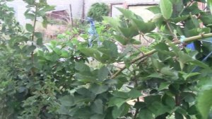 Ежевика Фридом.