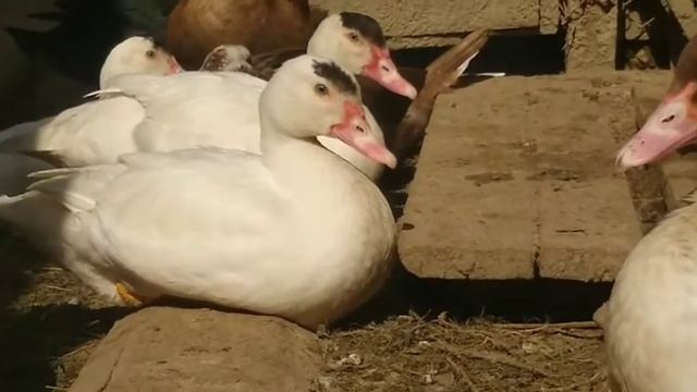 Когда начинает рости маска у индоуток?///индоутки смотреть онлайн