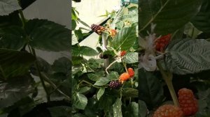 ежевика Стар Блек Джем и Блек Джем