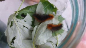 Как вырастить бабочек? Огромная ферма гусениц!