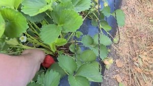 Клубника АЛЕКСАНДРА, новика КСД!