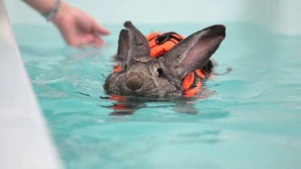 Can Rabbits Swim? Is It Safe, and Do They Like It?