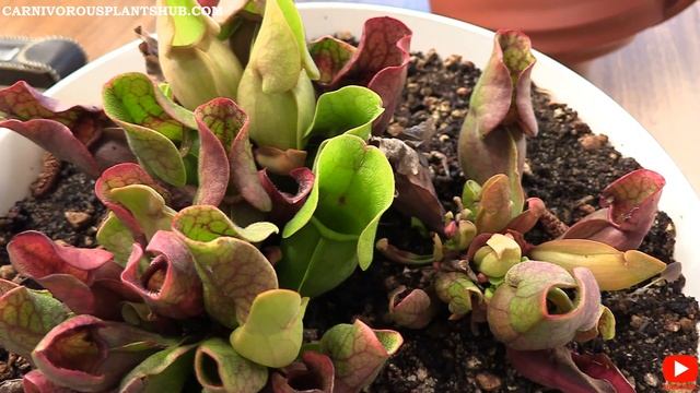 Sarracenia Purpurea Care Tips For Beginners: Purple Pitcher Carnivorous Plant 8 Month Update!
