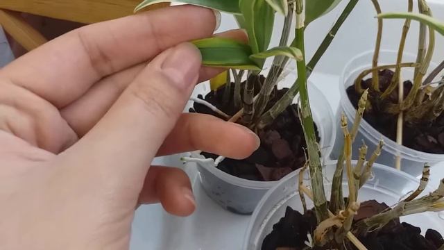 Мои dendrobiums kingianum и гибриды с его участием (часть 1) смотреть онлайн