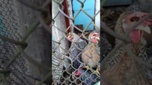 Достоинства и недостатки породы кур легбар-кремовый, хохлатый.