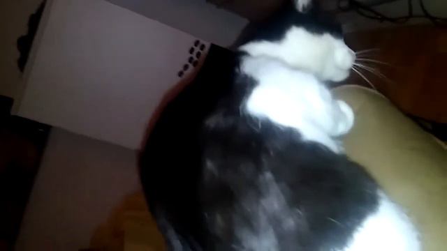 Mein verrückter Kater смотреть онлайн