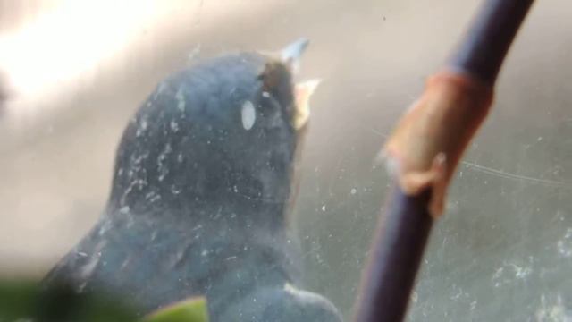 Маленький птенец Ласточка - bird swallow ! смотреть онлайн