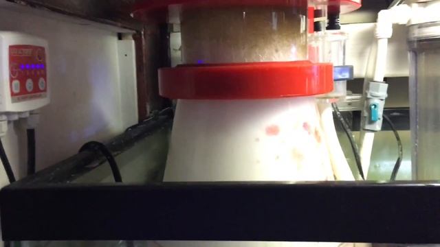 Reef Octopus Regal 200-SSS Protein Skimmer Review (8 months) смотреть онлайн