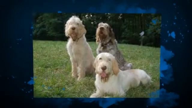 Spinone Italiano Temperament смотреть онлайн