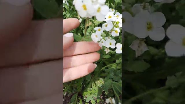 Первоцветы цветение. Май 2021 смотреть онлайн