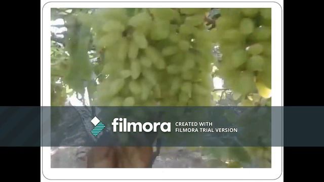 Ashwamedh Sacrobact for grapes смотреть онлайн