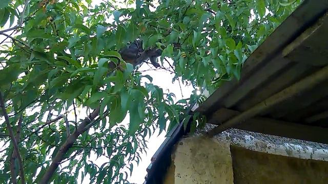 Кошка прыгает с дерева на крышу! смотреть онлайн