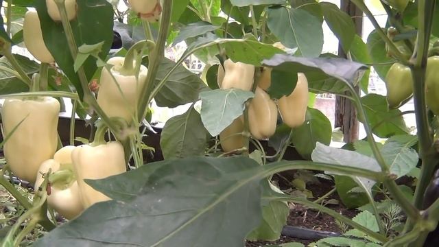 Высокие грядки из уголка и плоского шифера. Надежно и долговечно. смотреть онлайн