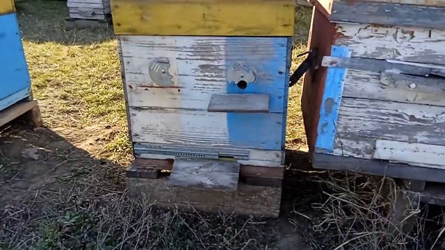Безматочная семья. Что делать? Объединение. смотреть онлайн