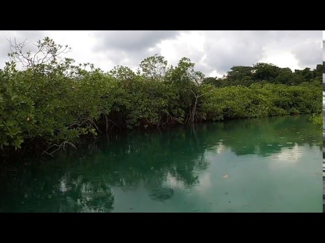 Mangroves Linton Bay