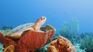 3 часа подводного мира кораллового рифа