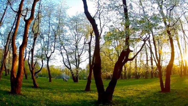 А. Дворжак "Мелодия" смотреть онлайн