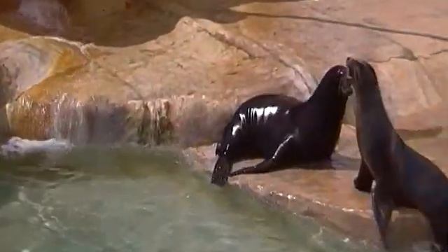 Рапа и Дима, борьба за место под солнцем смотреть онлайн