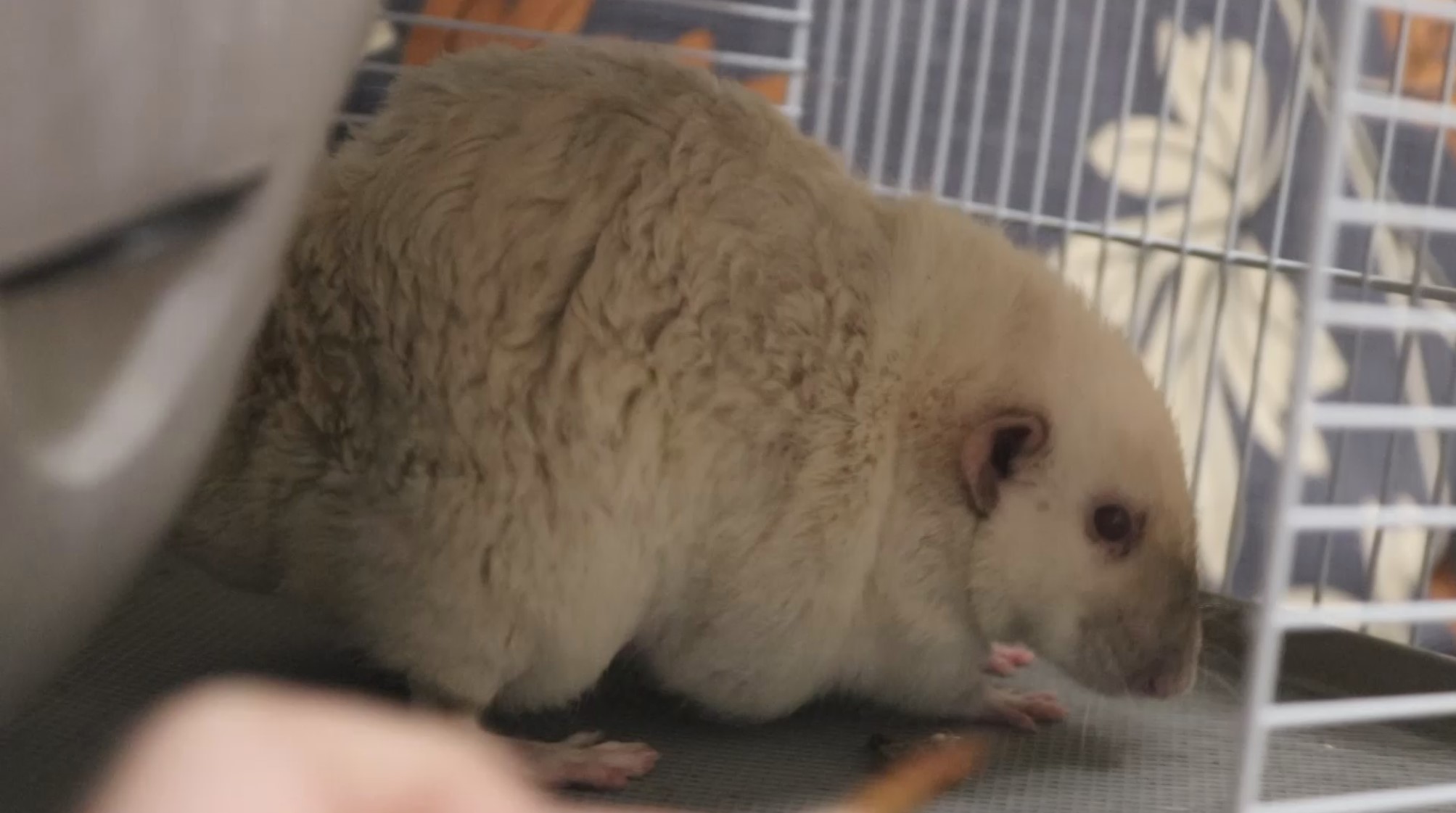 ОГРОМНЫЕ ТОЛСТЫЕ КРЫСЫ КУШАЮТ МУЧНЫХ ЧЕРВЕЙ смотреть онлайн