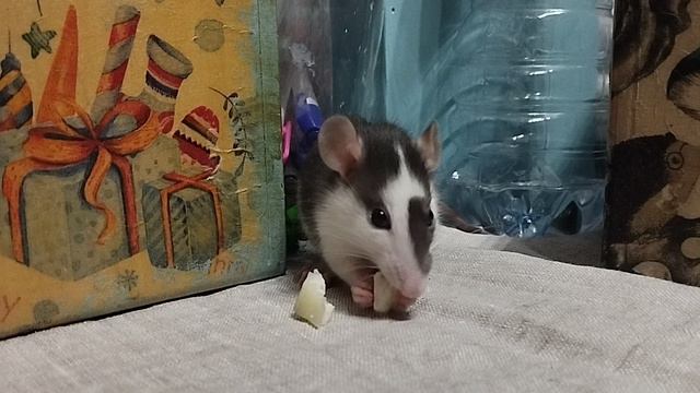 Крысенок Мафин и сыр)