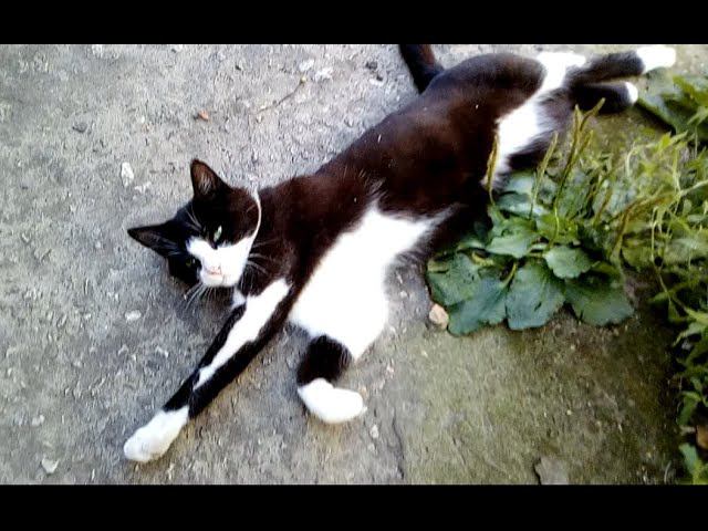 Килька, Чита и котята смотреть онлайн