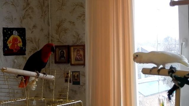 Какаду и Эклектус. Разница темпераментов. смотреть онлайн
