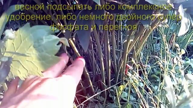 Пионы До и после цветения Июль Правила Ухода и пышного цветения А Вы знали об  этом? Peony