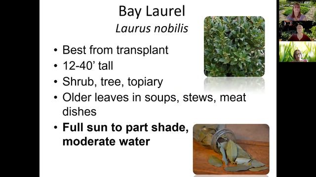 Culinary Herb Gardening смотреть онлайн