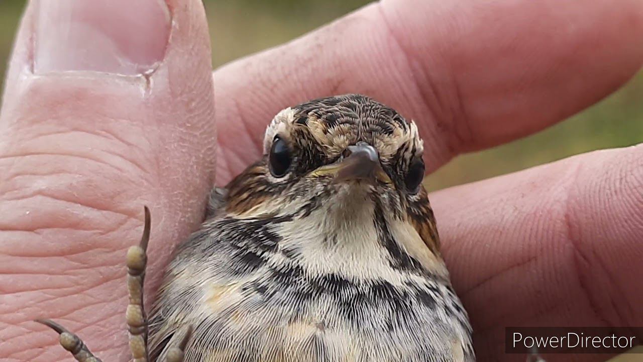 Ловля певчих птиц 12 сентября 2021 год. смотреть онлайн