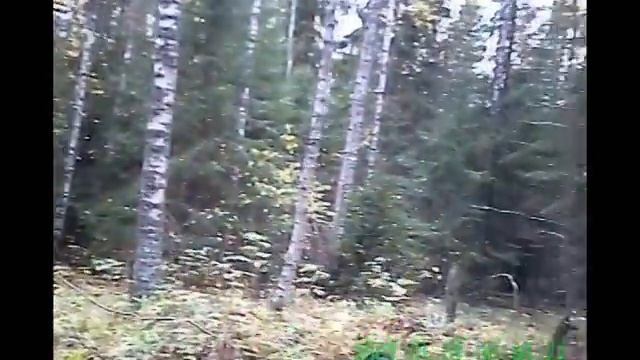 Видеокамера MD-92 на ружье смотреть онлайн