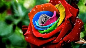 Красота вокруг нас! Роза - царица цветов (часть 1). Розы необычных цветов