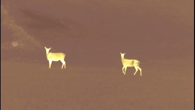 THERMAL CAMERA- CAMERA THERMIQUE PULSAR ACCOLADE смотреть онлайн