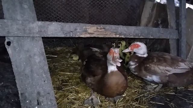 потеря кладки яиц индоутки