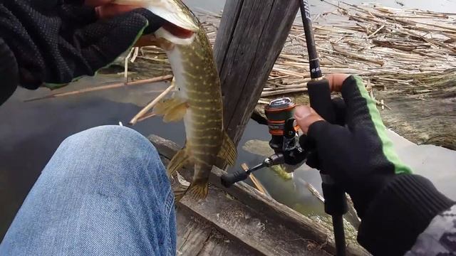 Щука на фанатик viper 2" 021 цвет . твистер на 2х грамах. ловля на спиннинг. смотреть онлайн