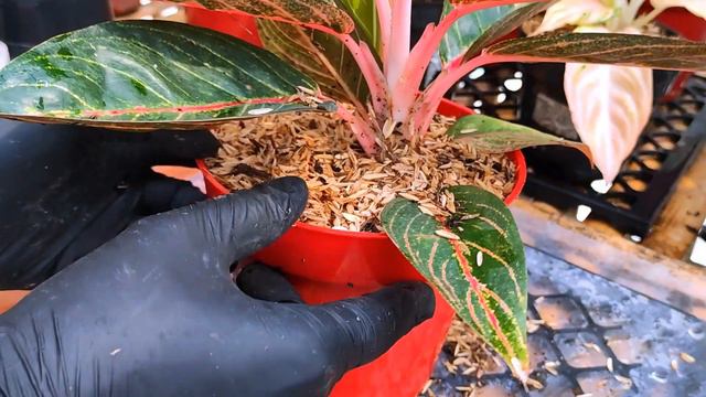 I honestly adore this houseplant | Petita Aglaonema Chinese Evergreen propagation and caring tips смотреть онлайн