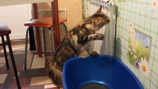 Мейн-кун и вода))) смотреть онлайн