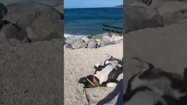 Молли на пляже Американская акита #собака #собакадругчеловека #море смотреть онлайн