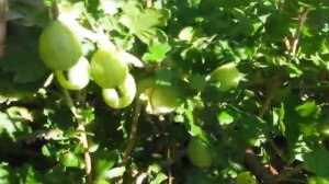 Обзор сортов крыжовника коллекции Геннадия Васильевича