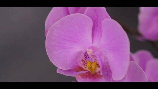 Pink phalaenopsis orchid in bloom(2018) смотреть онлайн