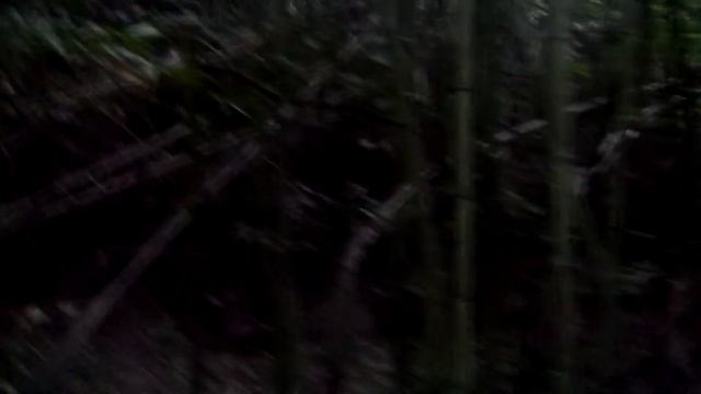 Бамбуковые заросли в Абхазии смотреть онлайн
