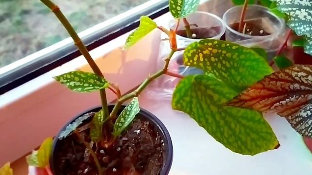 Indoor flowers/Обзор комнатных растений на кухне. Что стоит на моём подоконнике смотреть онлайн