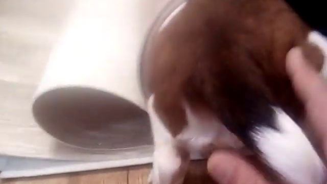 Фокстерьер норная охота в домашних условиях / Fox terrier hole hunting at home смотреть онлайн