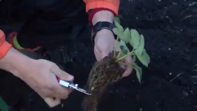 пересадка земляники осенью смотреть онлайн