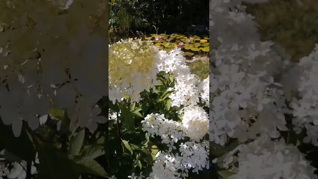 гортензия метельчатая Фантом смотреть онлайн