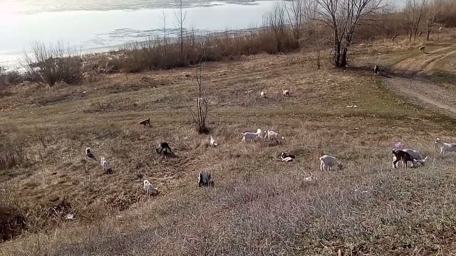 Уменьшаем молоко козлятам, сколько времени пасём коз смотреть онлайн