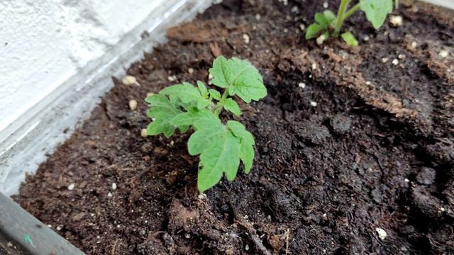 За Неделю у Томатов Стебель Толще Мизинца! Поливаю Вот Таким Отваром! смотреть онлайн