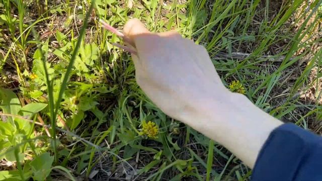 Одуванчик. Полезные свойства, способы применения одуванчика, когда и как собирать одуванчик. Поход смотреть онлайн